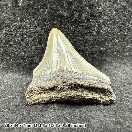 Authentic carcharodon - authentic,