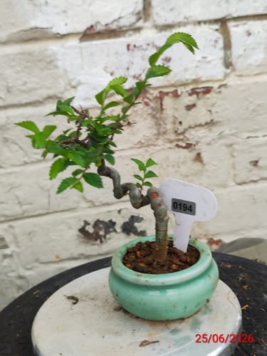 Chinese elm - chinese,