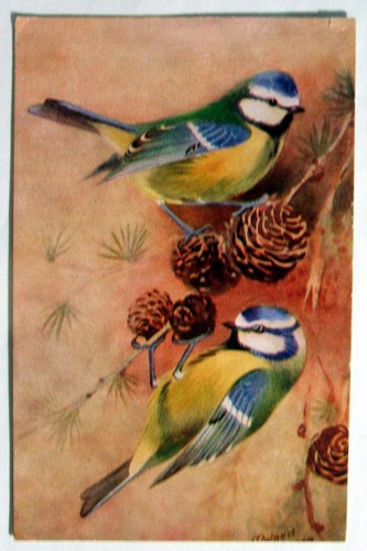 Bird art postcard - art, blue