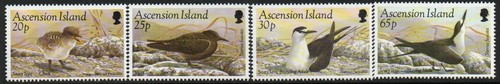 Ascension 1994 sooty tern bird - tern,
