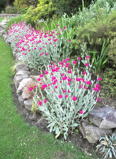 3 x Lychnis Coronaria (Rose