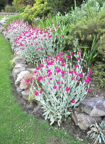 Lychnis coronaria rose - 3,