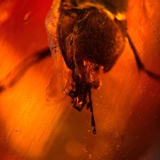 HUGE Beetle in Burmese /