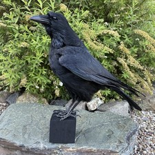 🎃 Taxidermy CROW Not raven