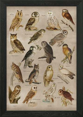Owl collection framed wall - collection, art