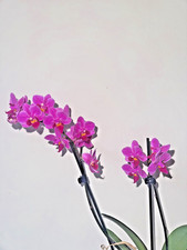 Super Pink Phalaenopsis Orchid