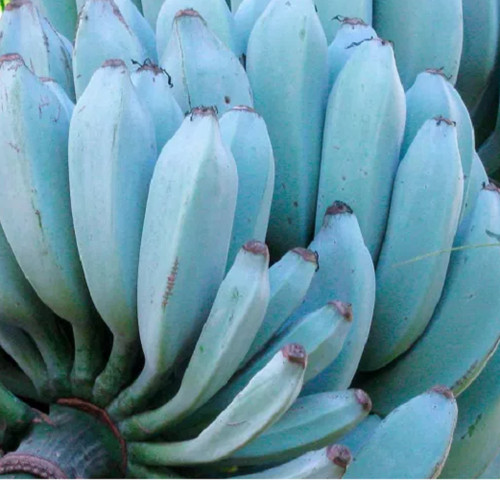 Blue banana musa itinerans - -,