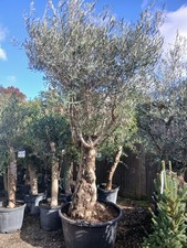 European Olive Tree Matured Very Old 160L Pots Thick Trunks Super Quality 