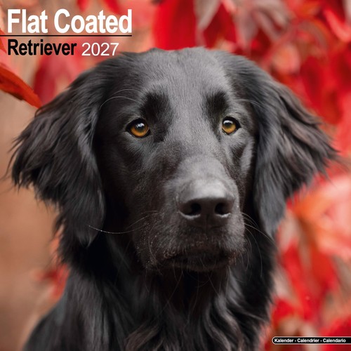 Flatcoated retriever 2027 - flatcoated,