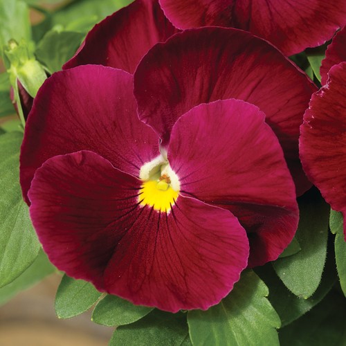 Jumbo pure rose - pure,