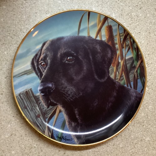 Black labrador retriever - labrador,