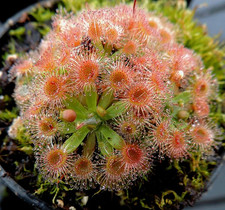 Drosera Pulchella Sundew Live