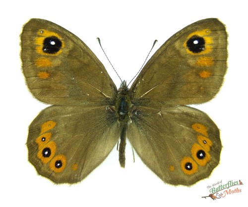Large wall brown butterfly