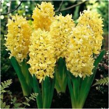 Yellow Hyacinth 'Gipsy