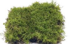 Large live carpet moss - live,
