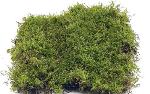 Large live carpet moss - large,