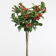 T&M Potted Standard Tree Holly
