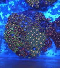 Zoa Garden  Wysiwyg Coral Soft