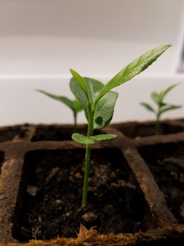 One tree plant meyer lemon - , non