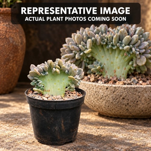 Crested graptopetalum cristata - crested,