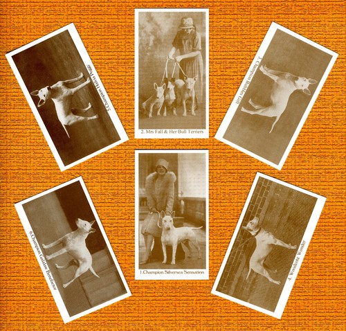 Bull terrier set - bull, named