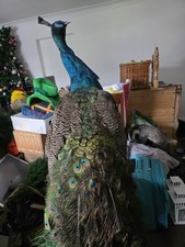 Blue Indian Peacock Taxidermy