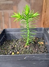 Monkey Puzzle (Araucaria