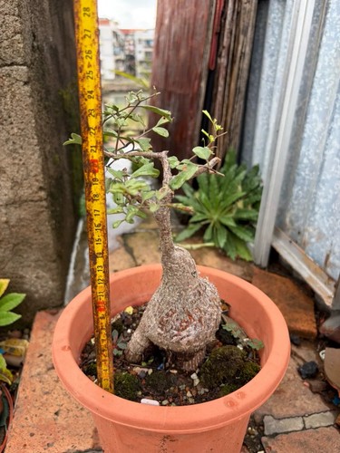 Raresucculent plant - raresucculent,