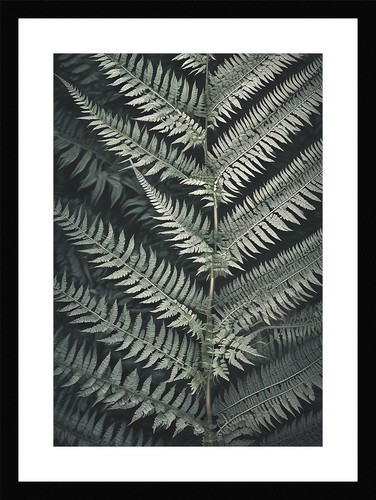 Tranquil fern fronds framed - tranquil,