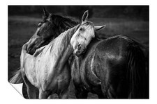 Black & White Horses Affection Artistic Poster Wall Art Home Decor