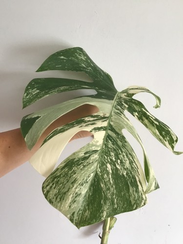 Variegated monstera albo
