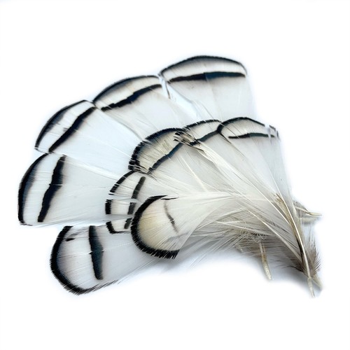 Lady amherst tippets - lady,