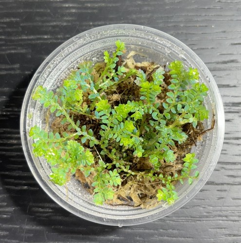 Selaginella uncinata - , –