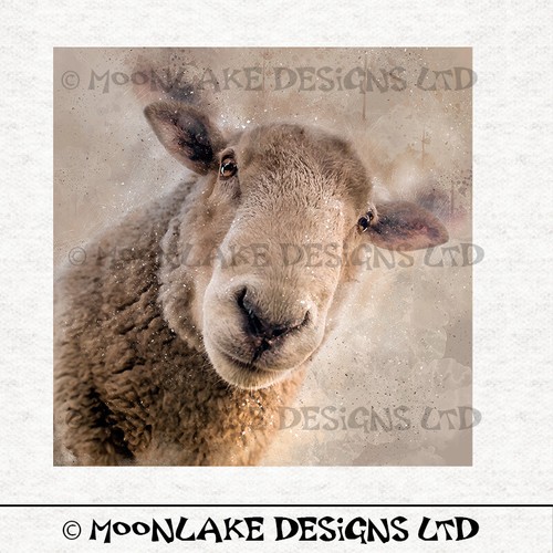 Sheep portrait looking down - portrait,