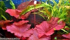 Nymphaea Red Lotus Bulb Live