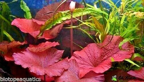 Nymphaea red lotus bulb live - lotus,