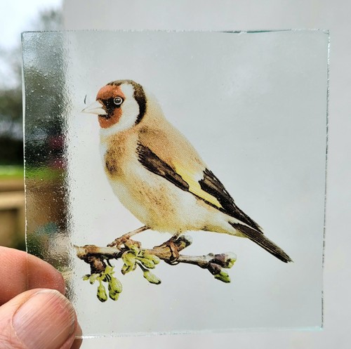 Stained glass goldfinch bird - stained,