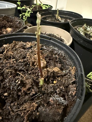 Avocado established seeds - avocado,
