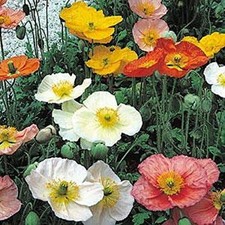Iceland Poppy / Papaver