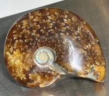 Ammonite Fossil 416 Million