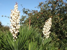 Hardy Outdoor Yucca Gloriosa 40cm  Rooted Plant Tough Frost & Drought Tolerant
