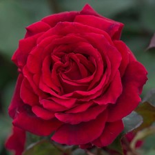 ROSE Velvet Fragrance - Hybrid