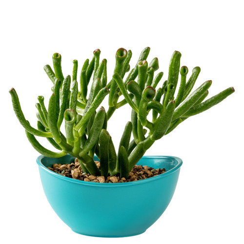 Crassula ovata coral - ovata, ‘coral’