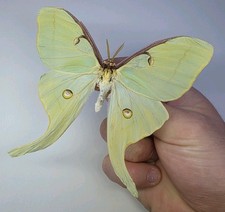 Huge Actias Luna Moth. A-/A2