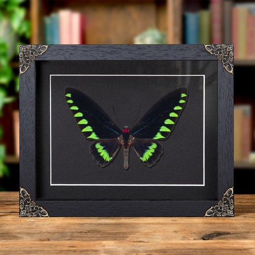 Palawan birdwing butterfly - palawan,