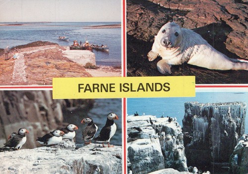 England postcard farne - england,