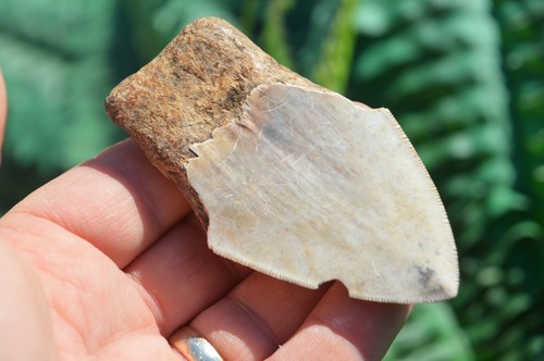 Wow genuine megalodon - ....genuine,