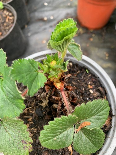 Strawberry bareroot fragaria - strawberry,