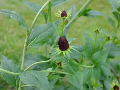 Rudbeckia occ green wizard - 'green, wizard'