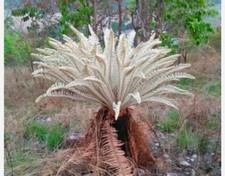 Cycas siamensis Miq Or Silver